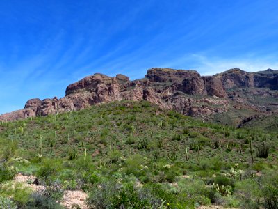 Organ Pipe Cactus NM in AZ photo