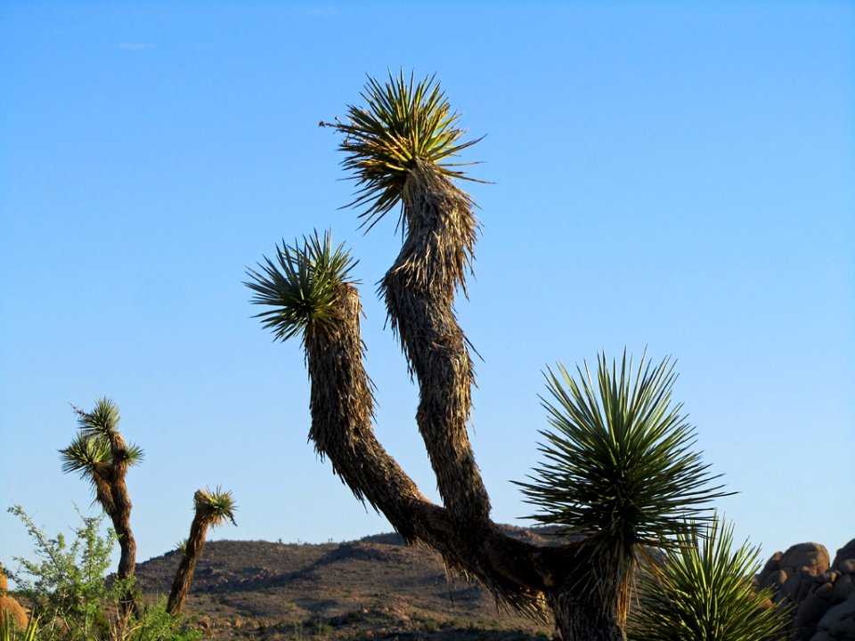 Joshua Tree NP in CA