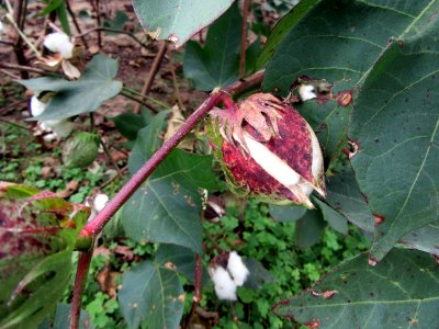 Cotton Boll not yet open Frogmore Cotton Plantation Louisiana