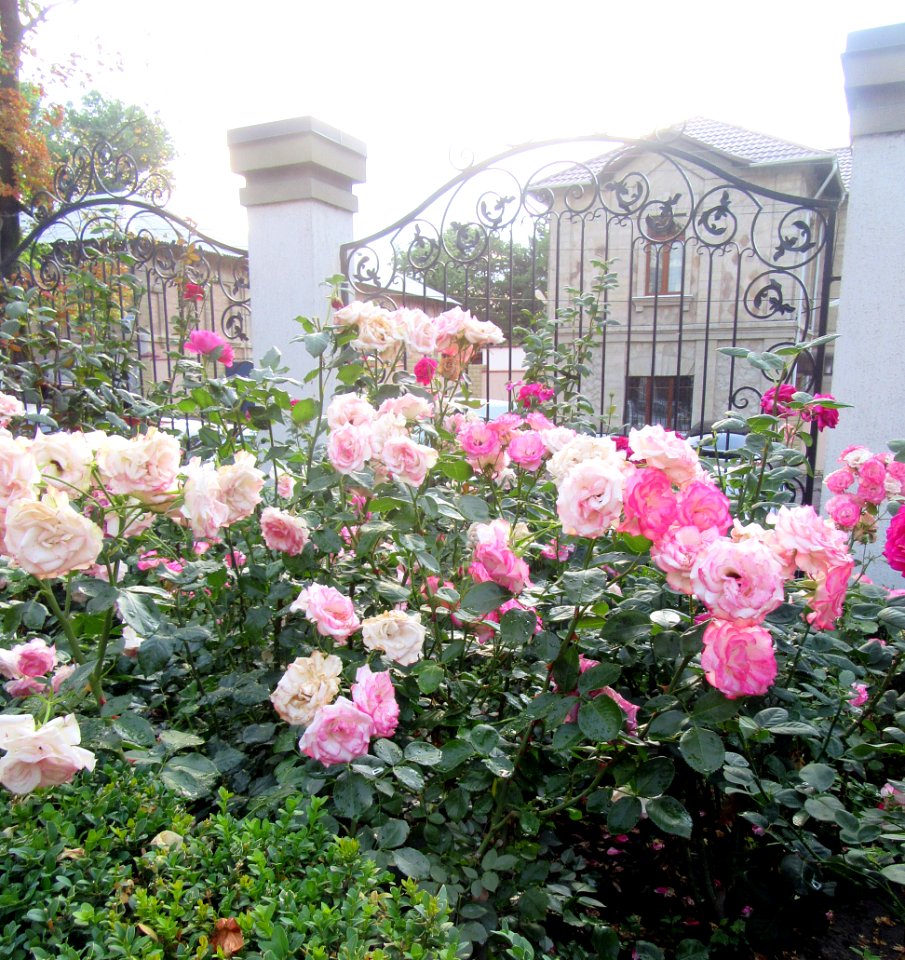 Roses at VisPas hotel Chisinau Moldova