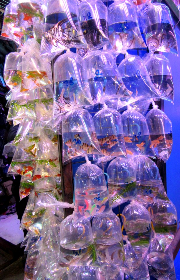Bags of fish for sale Goldfish Market Mong Kok Hong Kong