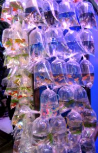 Bags of fish for sale Goldfish Market Mong Kok Hong Kong photo