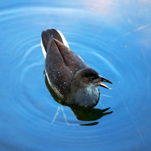 immature moorhen swimming