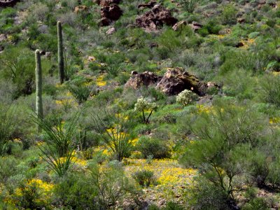 Organ Pipe Cactus NM in AZ