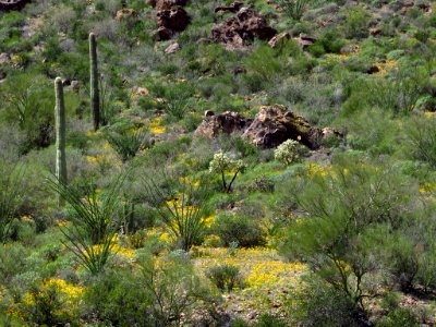 Organ Pipe Cactus NM in AZ photo