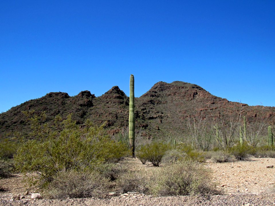 Organ Pipe Cactus NM in Arizona