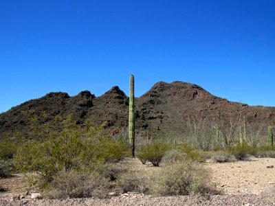 Organ Pipe Cactus NM in Arizona
