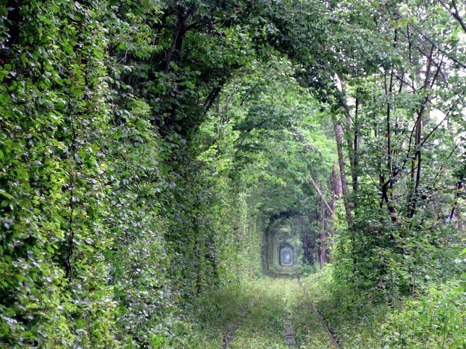 Looking through Tunnel of love canopy Klevan Ukraine