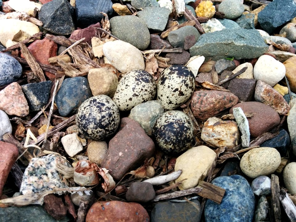 Killdeer Nest photo