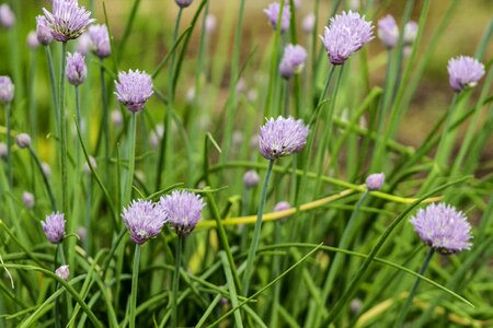 Wild flower violet photo