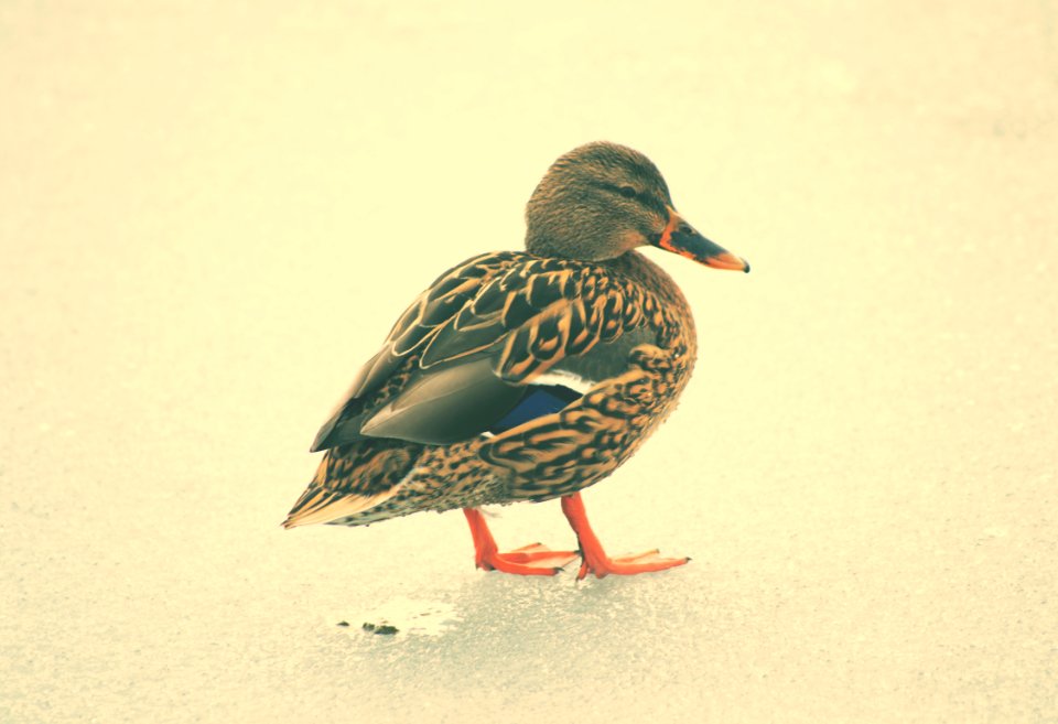 ice duck
