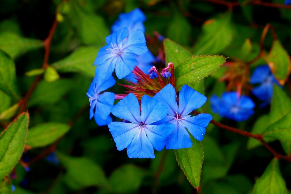 Periwinkle garden summer