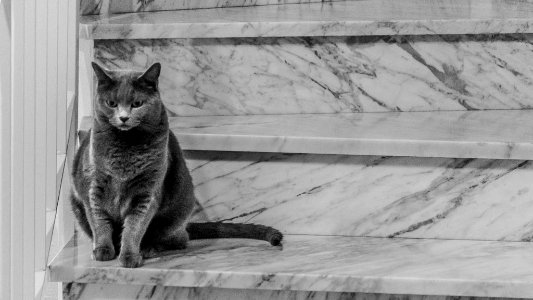 gatos-bw-01 photo