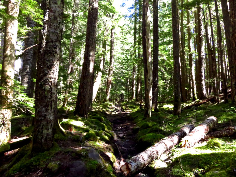 Ramona Falls Hike at Mt. Hood Wilderness in Oregon