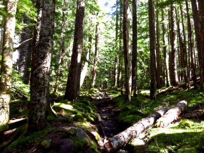 Ramona Falls Hike at Mt. Hood Wilderness in Oregon photo