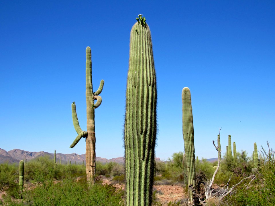 Organ Pipe Cactus NM in Arizona