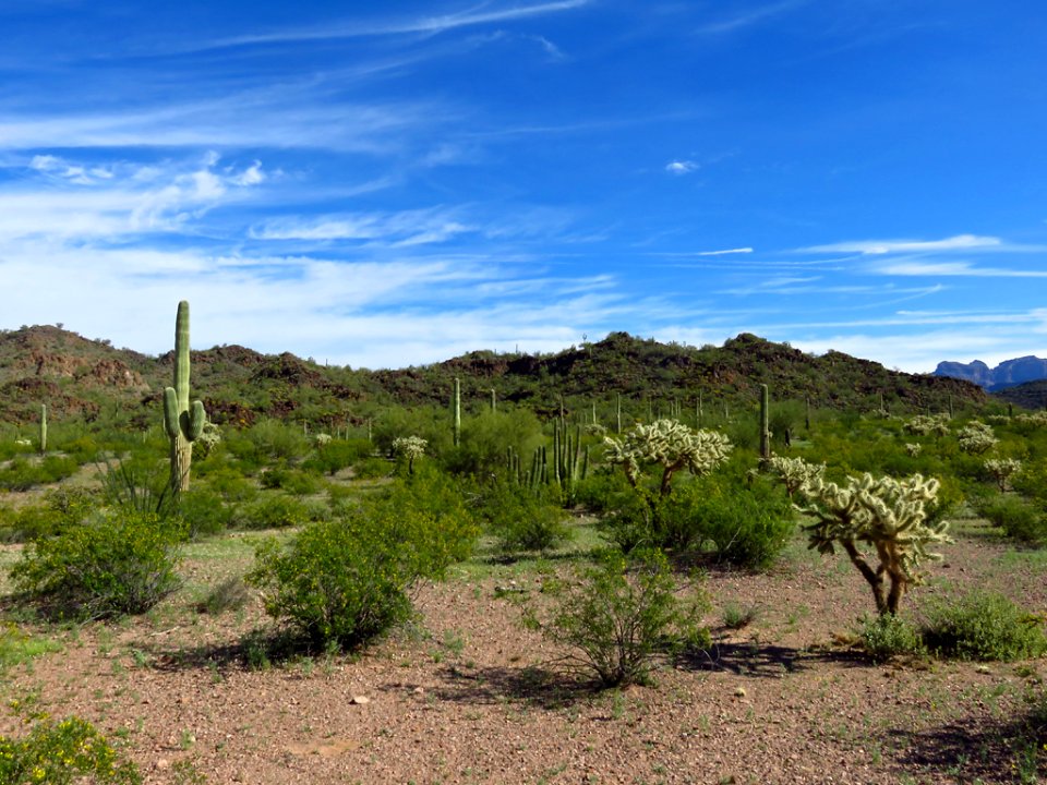 Organ Pipe Cactus NM in AZ