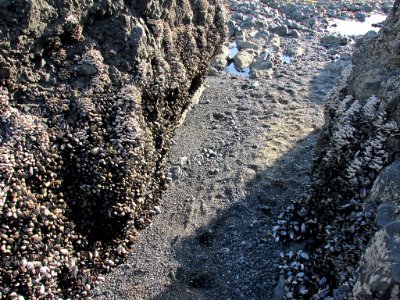 Mussel Bed at Yaquina Head in OR