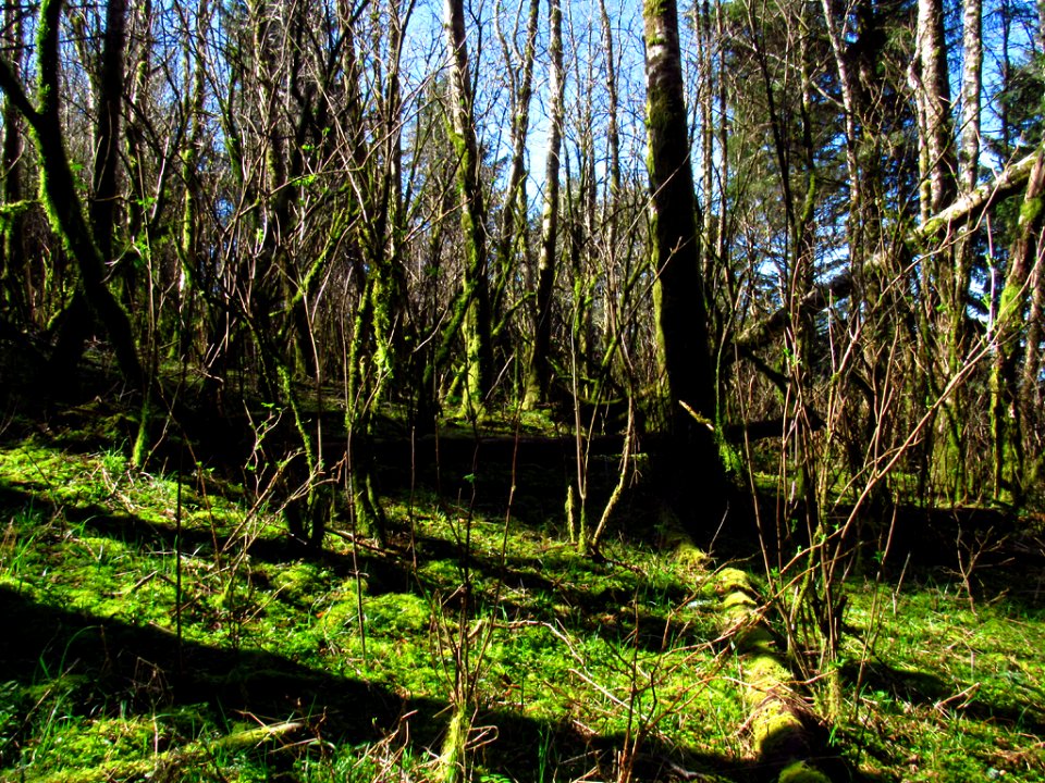 Forest at God's Thumb Hike in OR