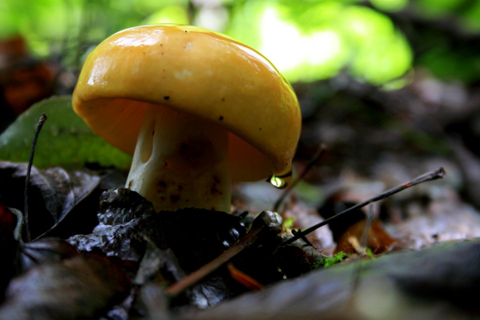 Mushroom