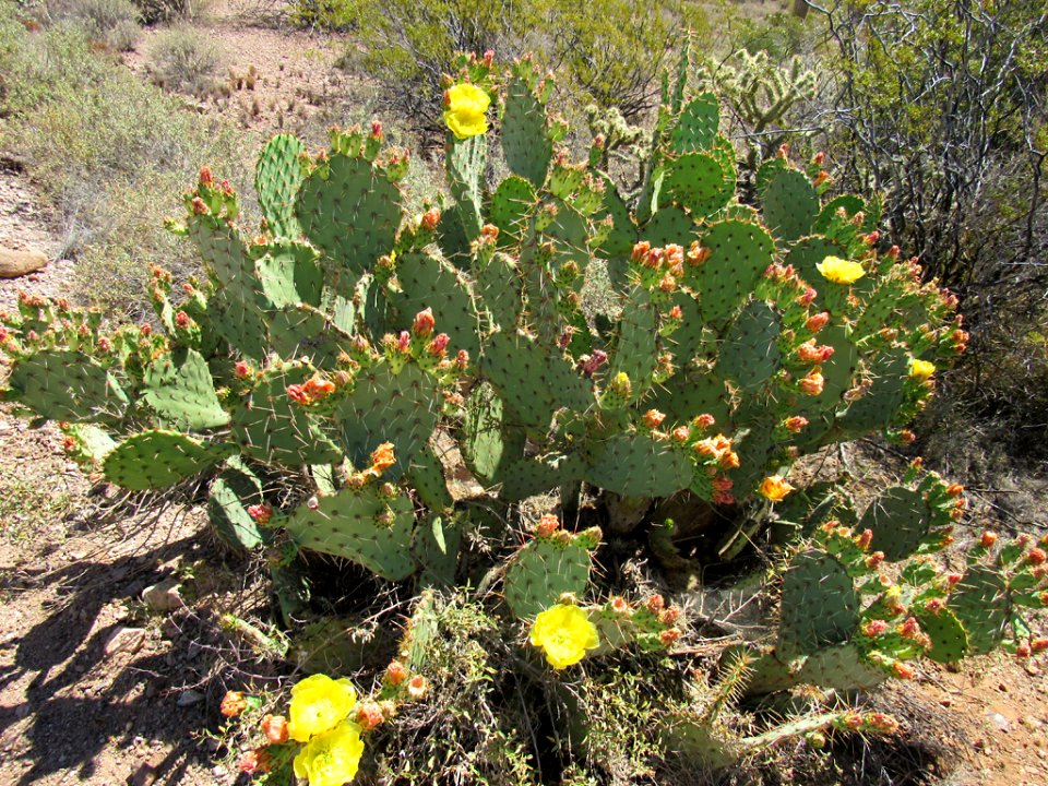 Organ Pipe Cactus NM in Arizona