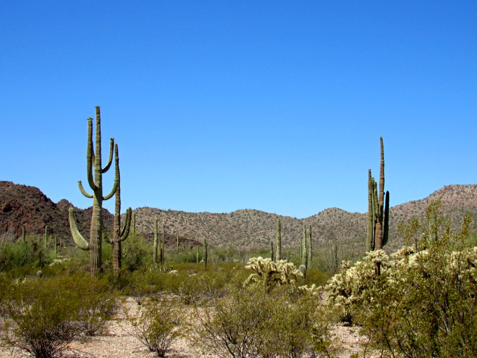Organ Pipe Cactus NM in Arizona