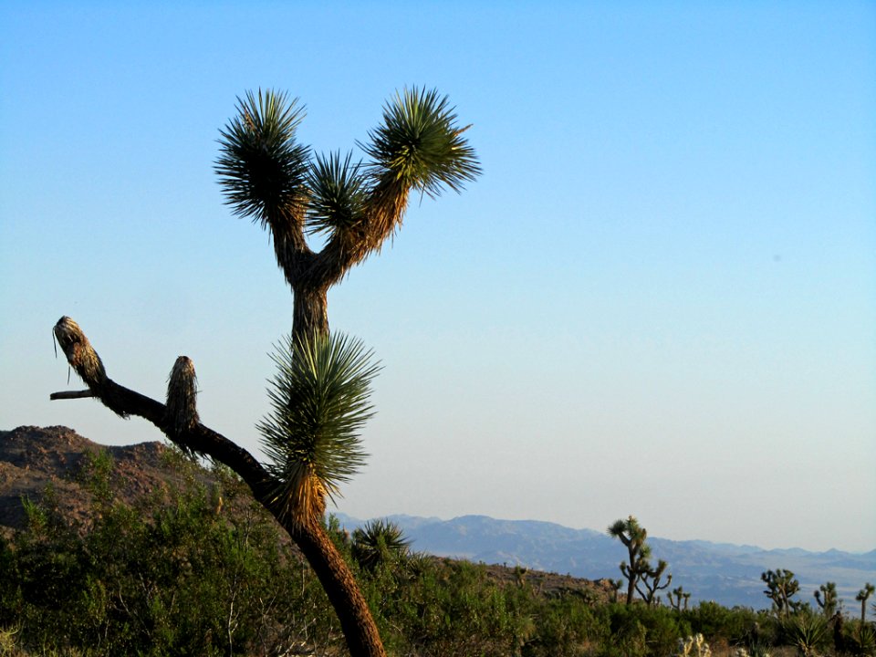 Joshua Tree NP in CA
