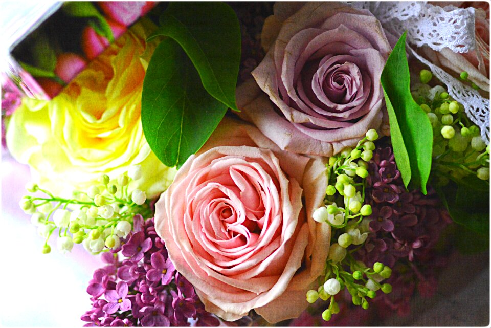 Liliac spring flowers