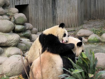Loving on Mom waking her up time to eat Giant Panda Breeding Center Chengdu China photo