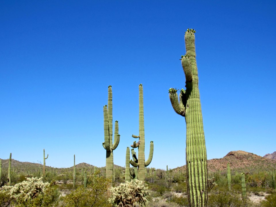 Organ Pipe Cactus NM in Arizona