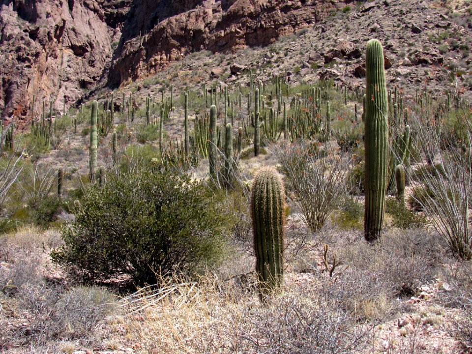 Organ Pipe Cactus NM in Arizona