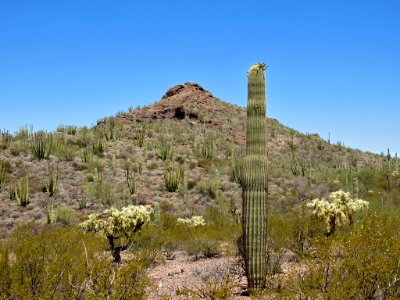 Organ Pipe Cactus NM in Arizona