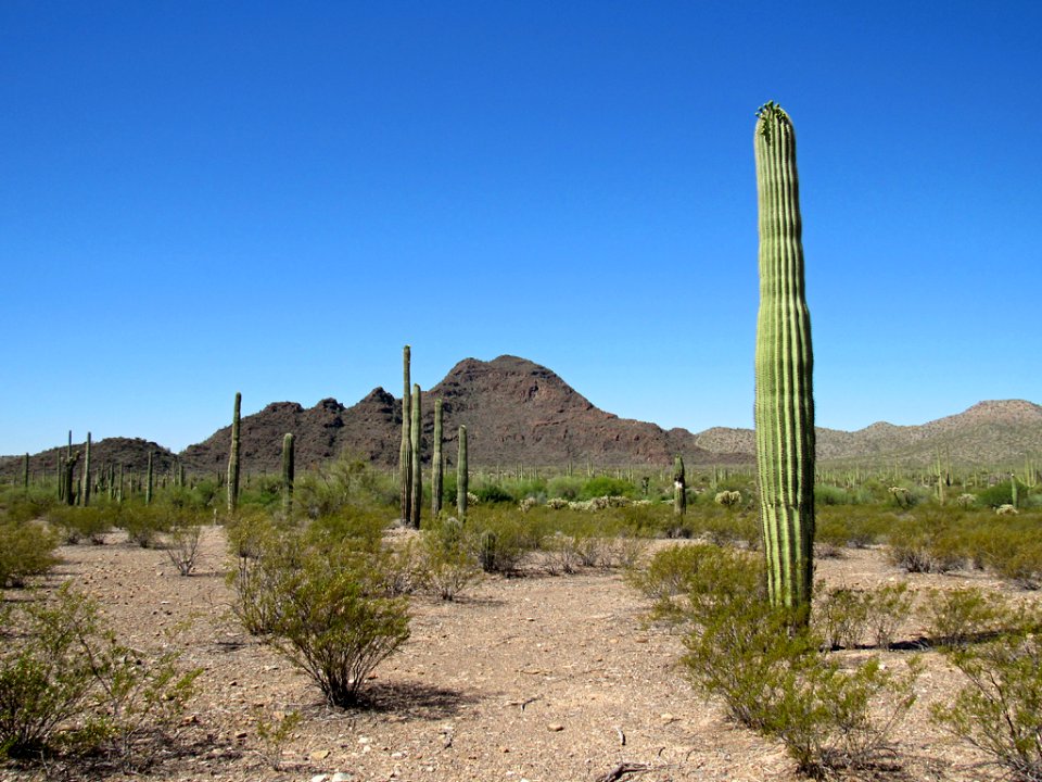 Organ Pipe Cactus NM in Arizona