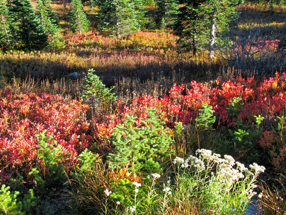 Autumn at Skyline Trail at Mt. Rainier NP in WA