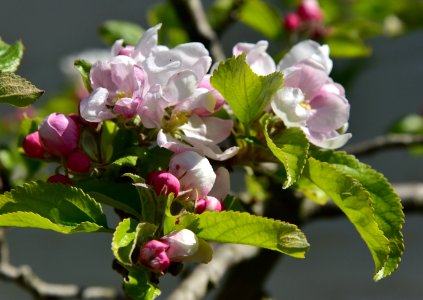 Apple Blossom. Cox-self pollinating