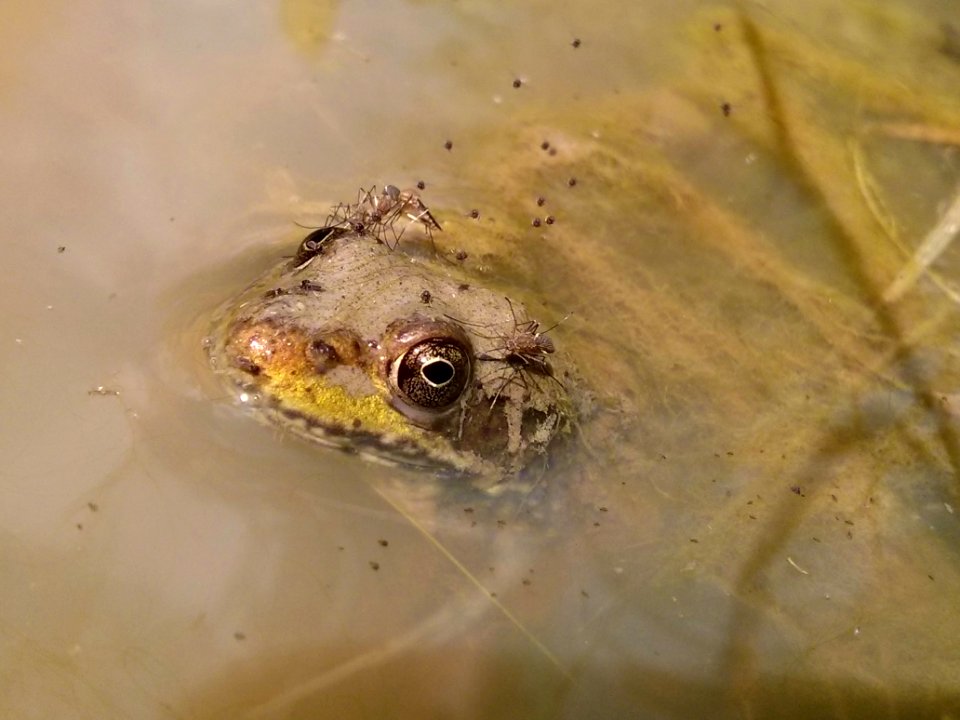 Mosquitoes vs. Frog