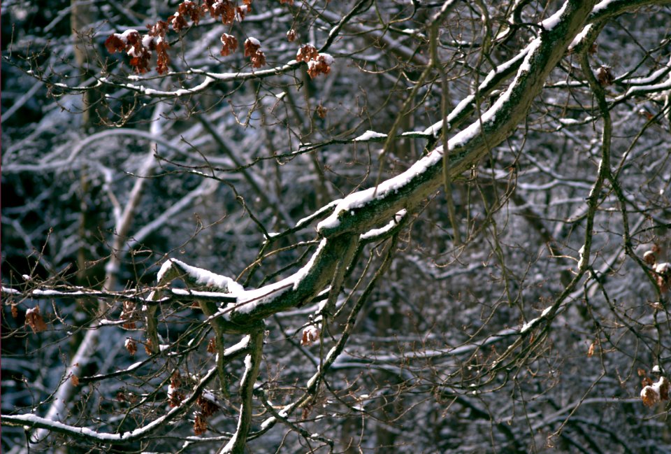 tree branch
