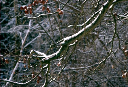 tree branch