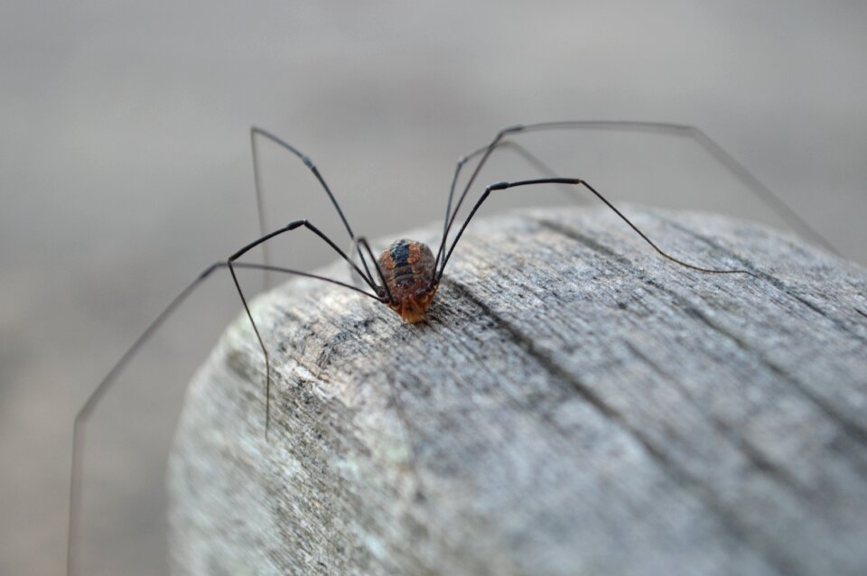 Arachnida harvestmen creature