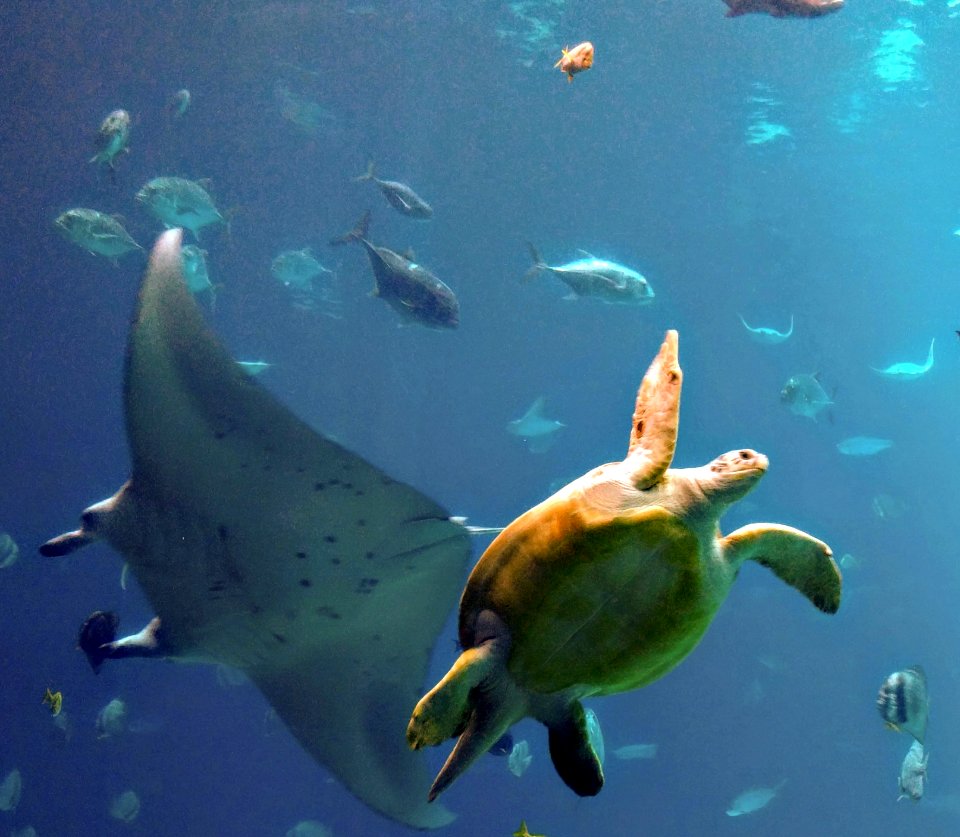 Turtle and manta Georgia Aquarium Atlanta photo