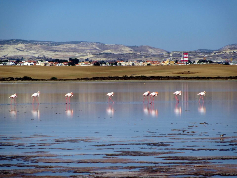 City of Lanarka Salt Lakes and Flamingos Cyprus