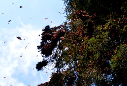 Monarchs in Mexico photo