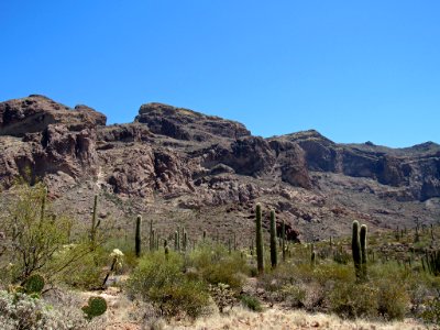 Organ Pipe Cactus NM in Arizona