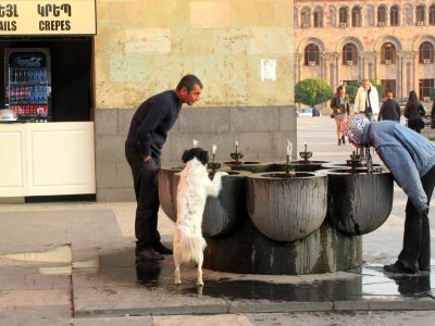 Dog drinking from fountain in Republic Square Yerevan Armenia