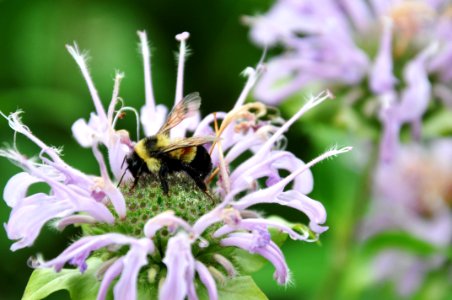 Rusty Patched Bumble Bee on Wild Bergamot photo