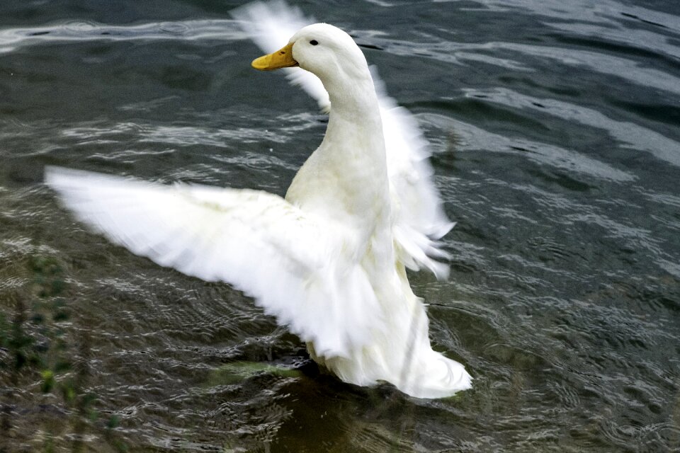 Feather water lake
