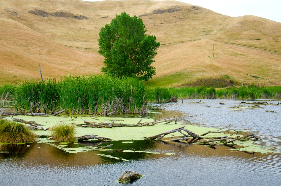 Pekapeka Wetlands, Hawkes Bay