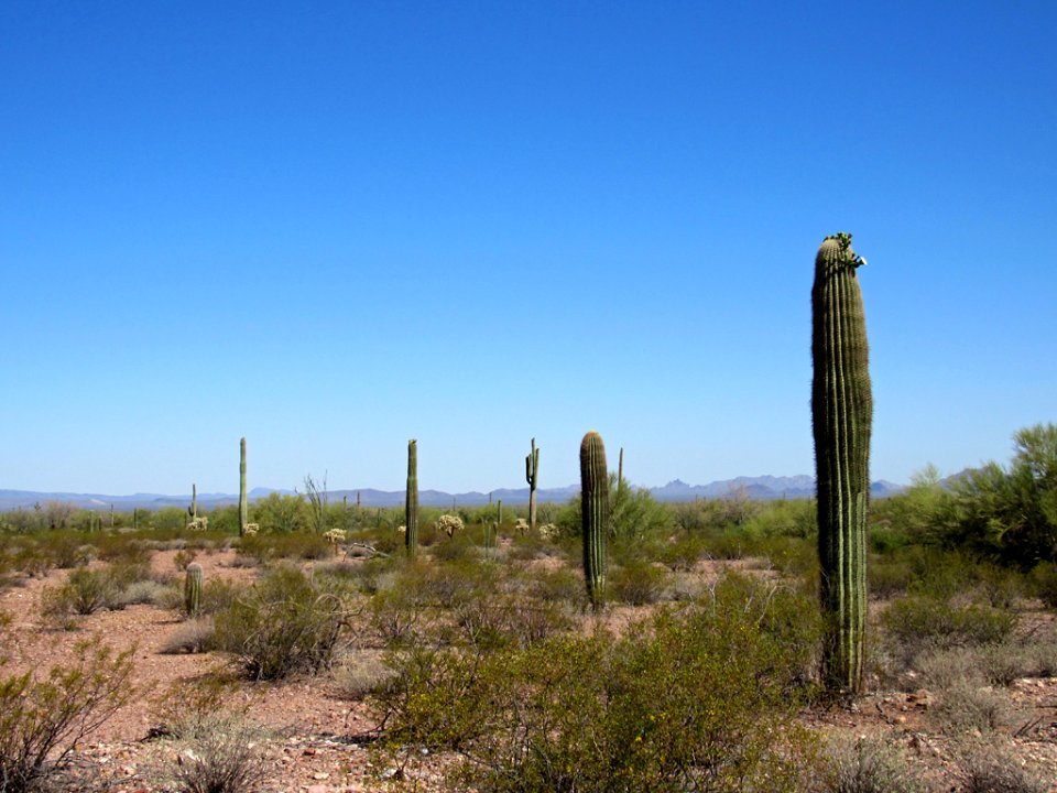Organ Pipe Cactus NM in Arizona