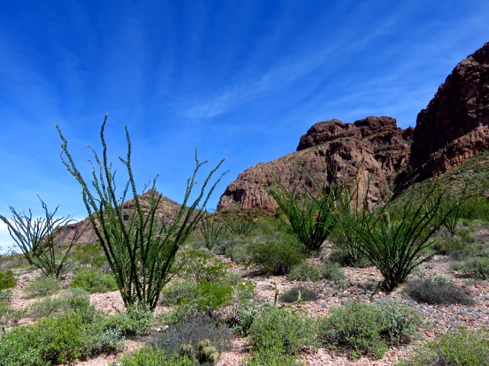 Organ Pipe Cactus NM in AZ photo