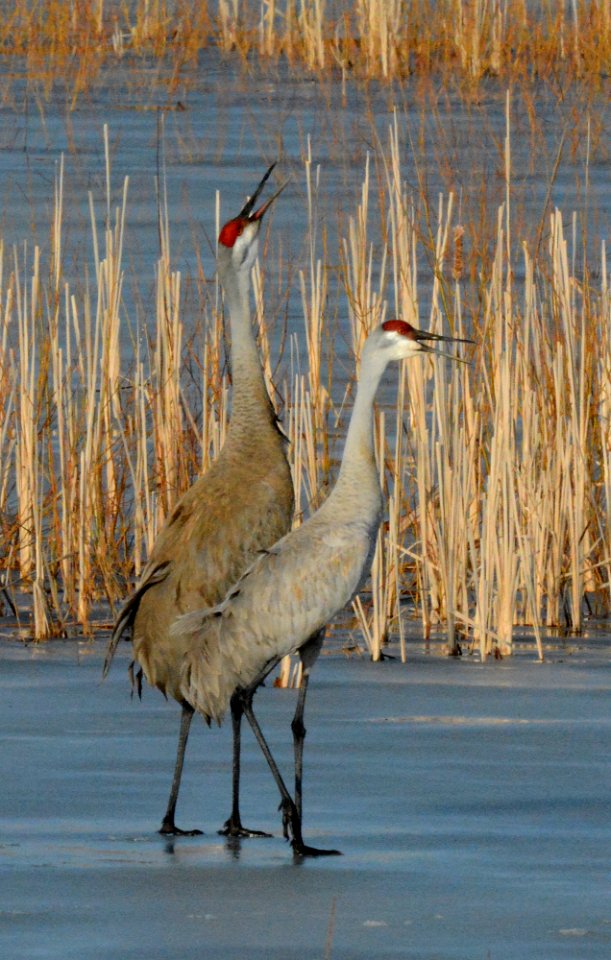 Sandhill cranes